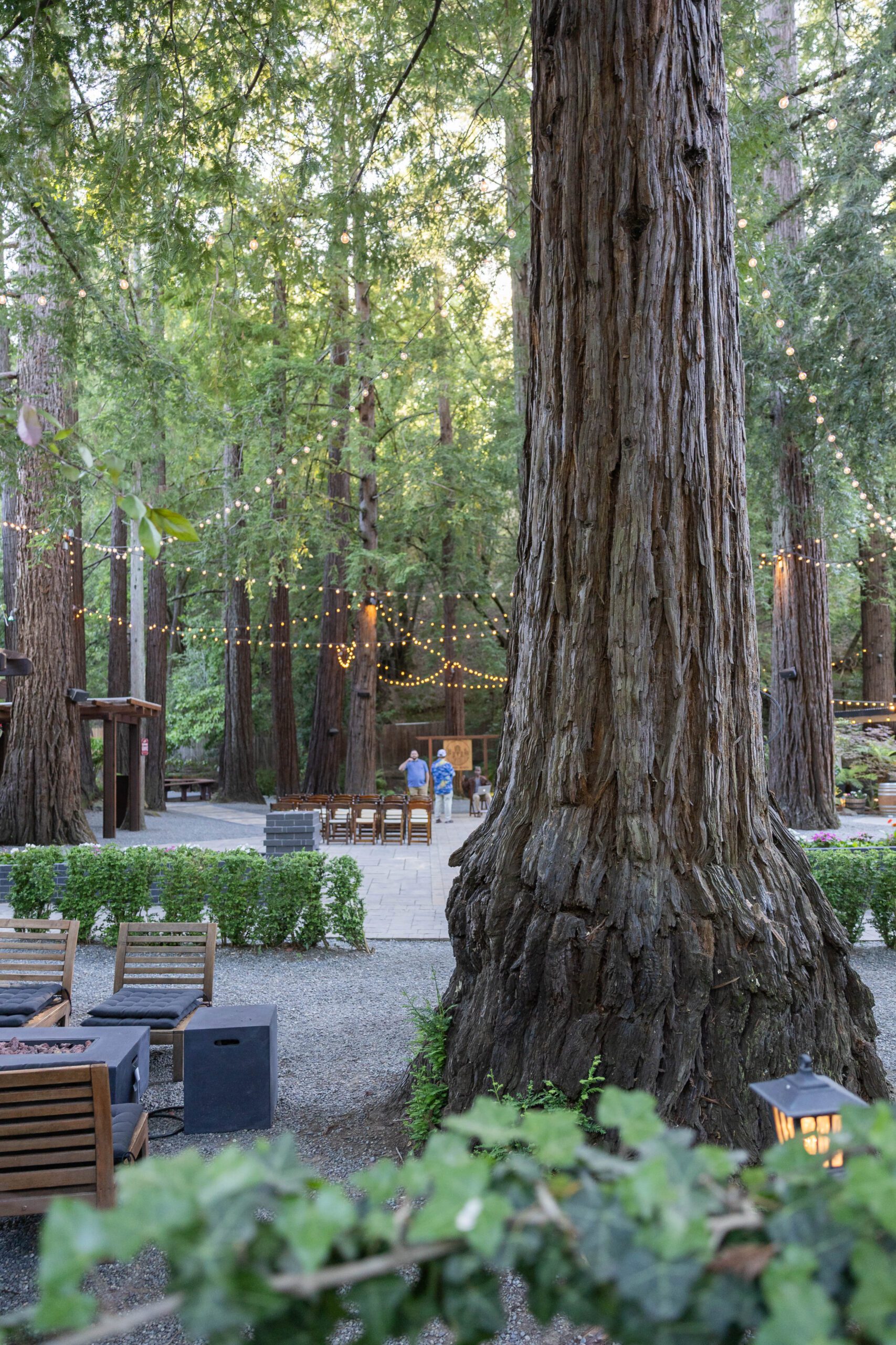 Bay Area corporate event ideas under redwoods at Redwood Event Center